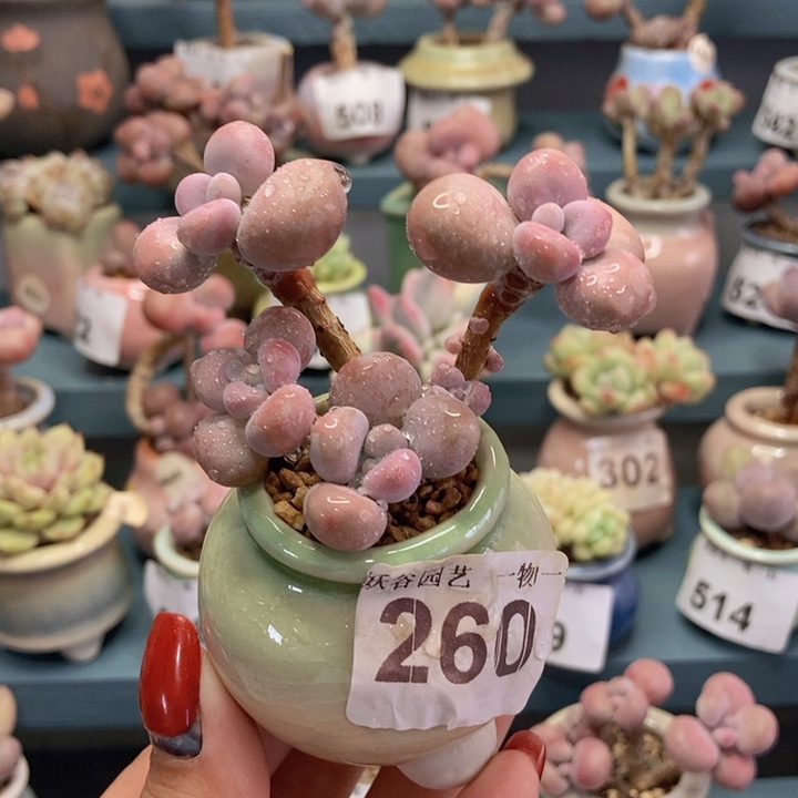 260糖果腰子蛋带盆土