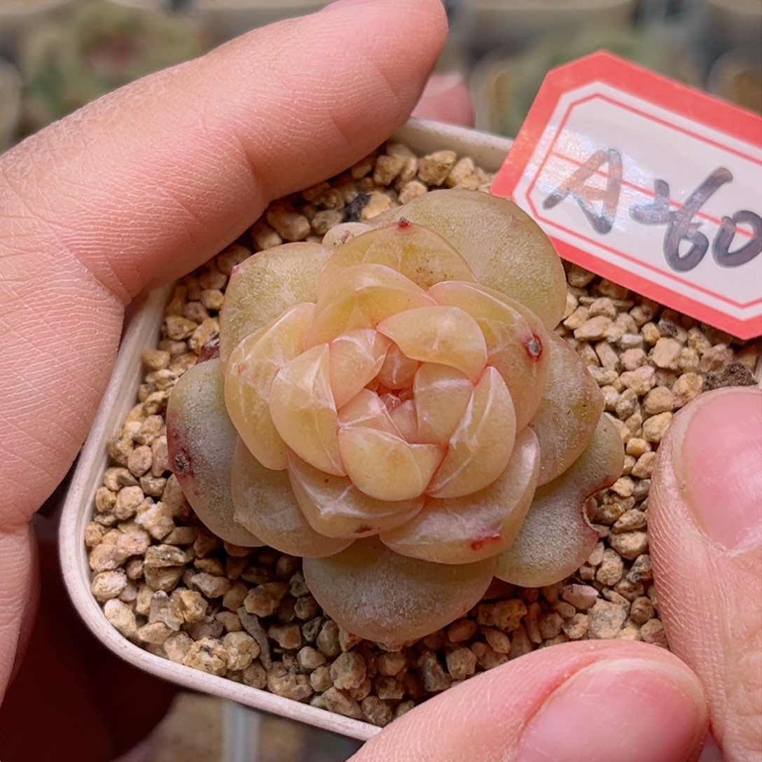 A260 一物一拍 韶光