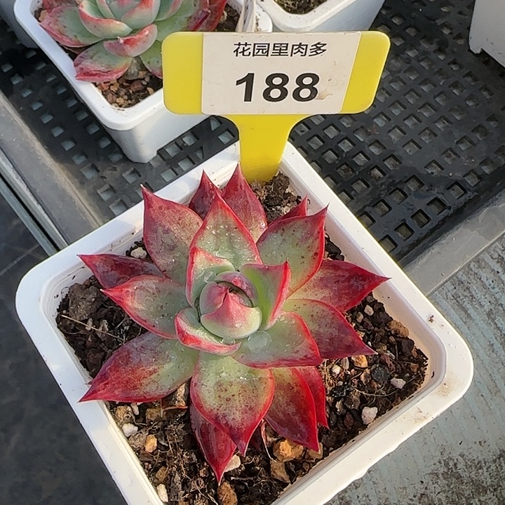 188 惊鸿仙子多肉植物6～9