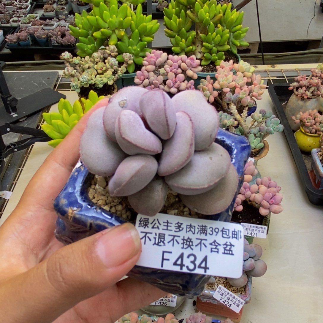 434小红蛋多肉5cm