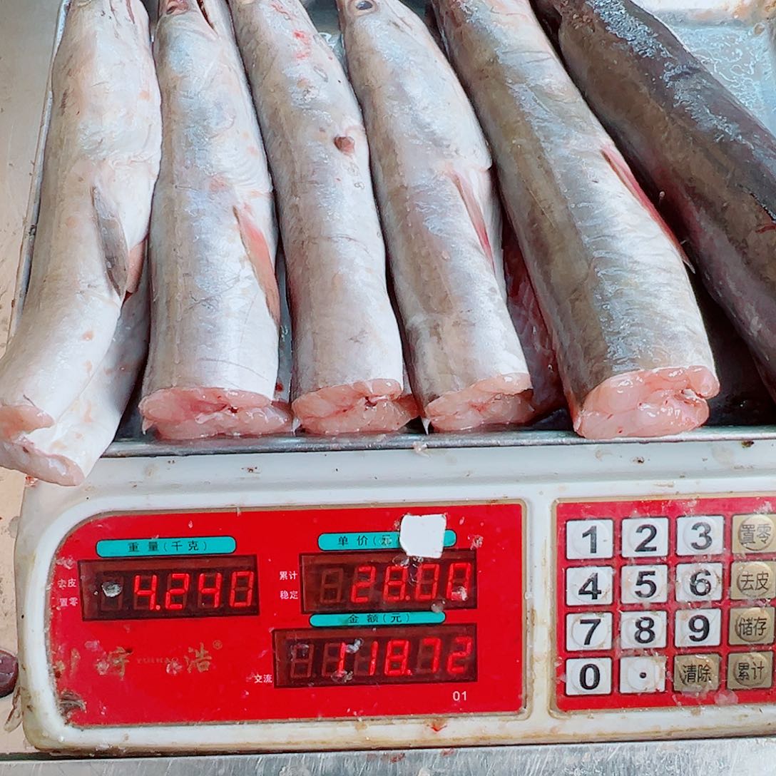 中国大陆野生鳗鱼头