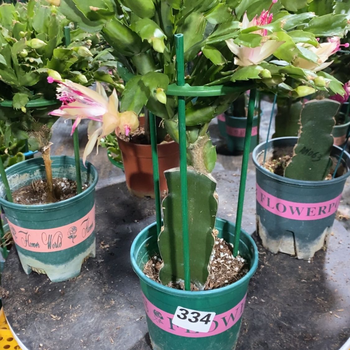 【闪购商品】当前无花朵，栽培后可花朵流**胎334嫁接雅丝