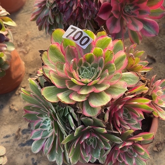 安***米多肉植物一个倾城700