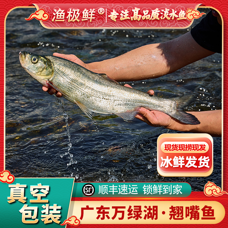 【渔极鲜】万绿湖翘嘴鱼[活鱼现杀]大白条新鲜发顺丰包邮