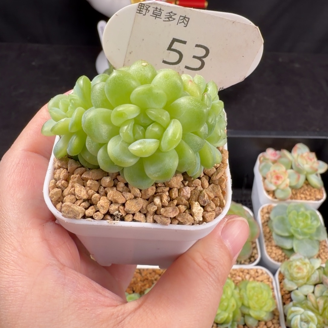 瑶瑶珍妮三头一颗53号