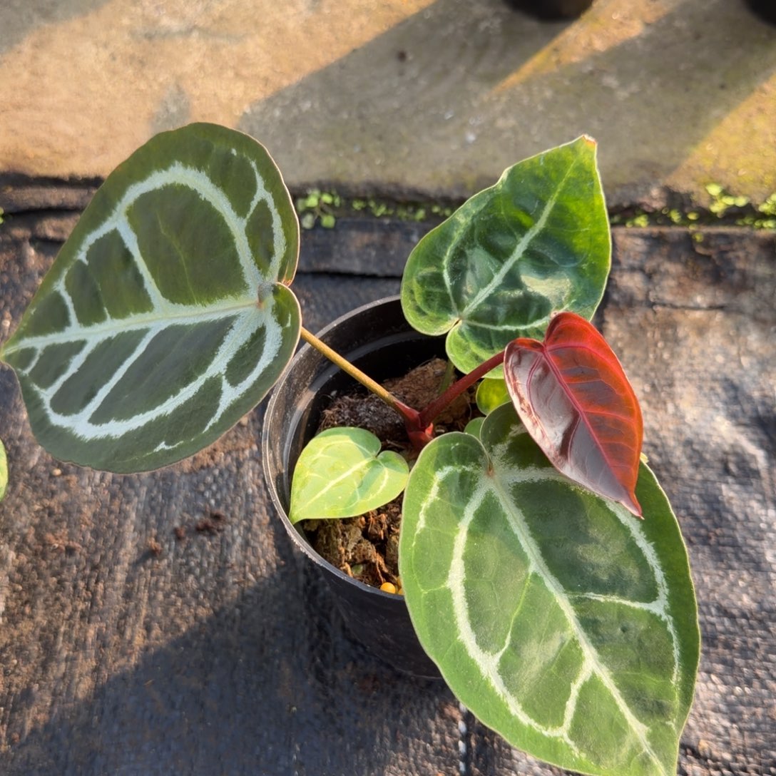 完全开放铜锣烧杂 12