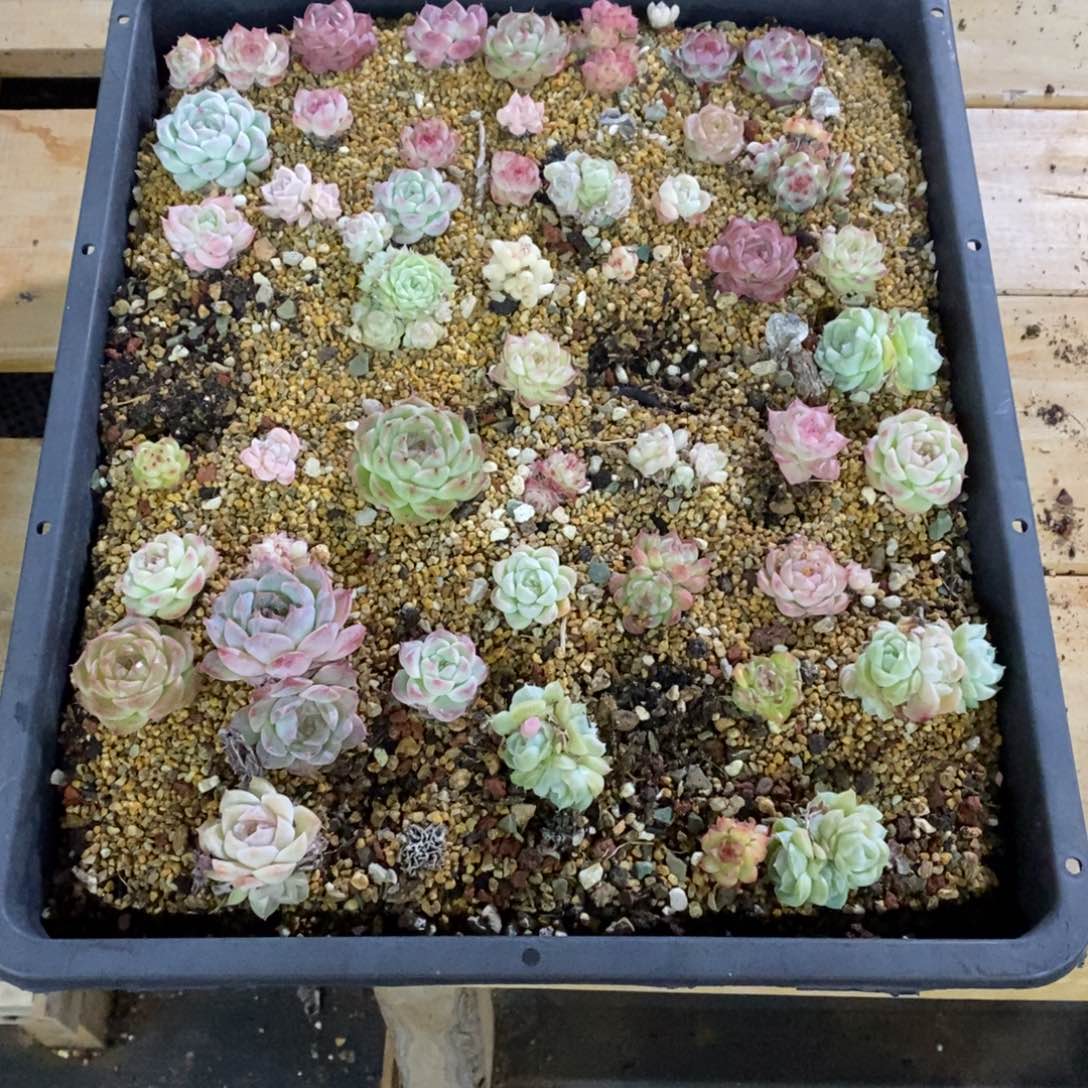 小***堡精占多肉一物一拍不包整488