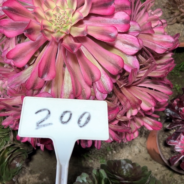 多肉植物十里红装