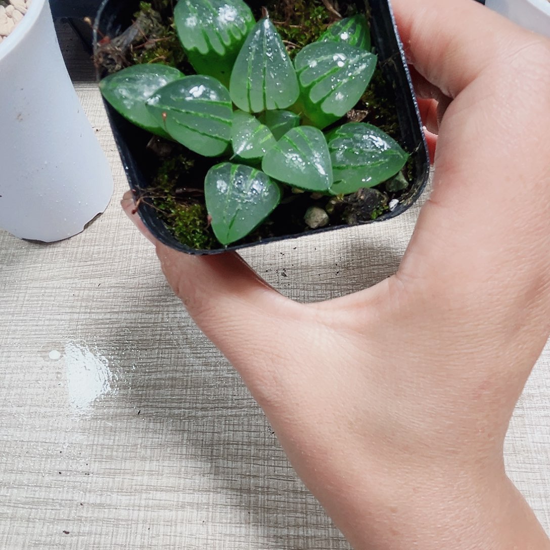 翠虎多肉植物6666