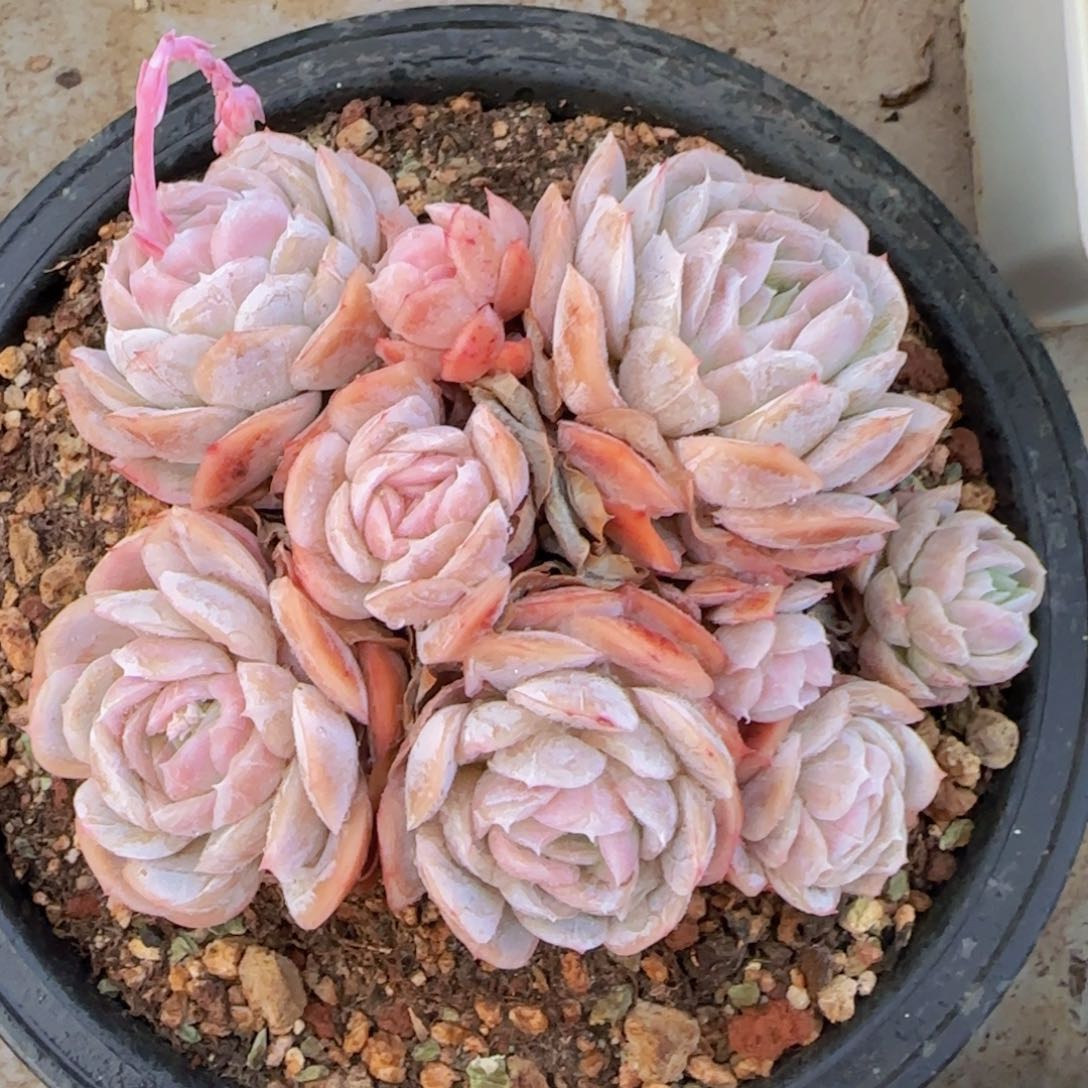多肉植物多肉植物
