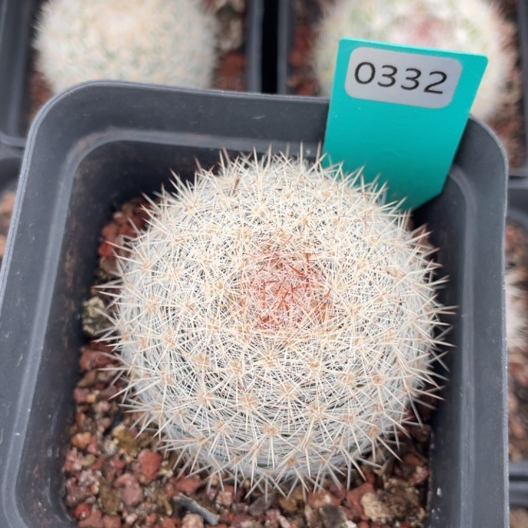 鱼***30332。        实生根