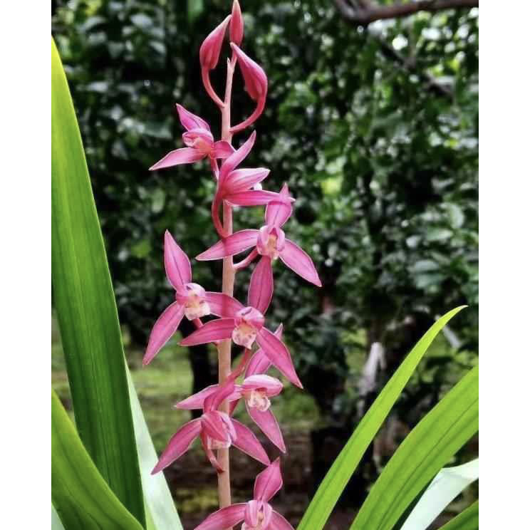 【胭脂红】秋榜名品 国兰2苗 花开浓香 阳台好养 对版 人工种植