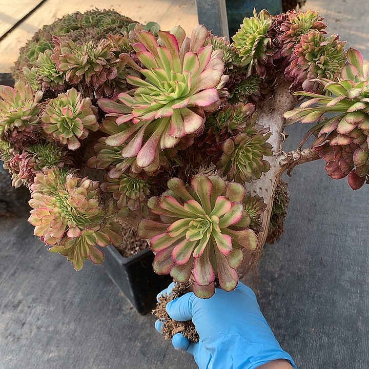 香***梨舞天姬朵朵脱土发货啊