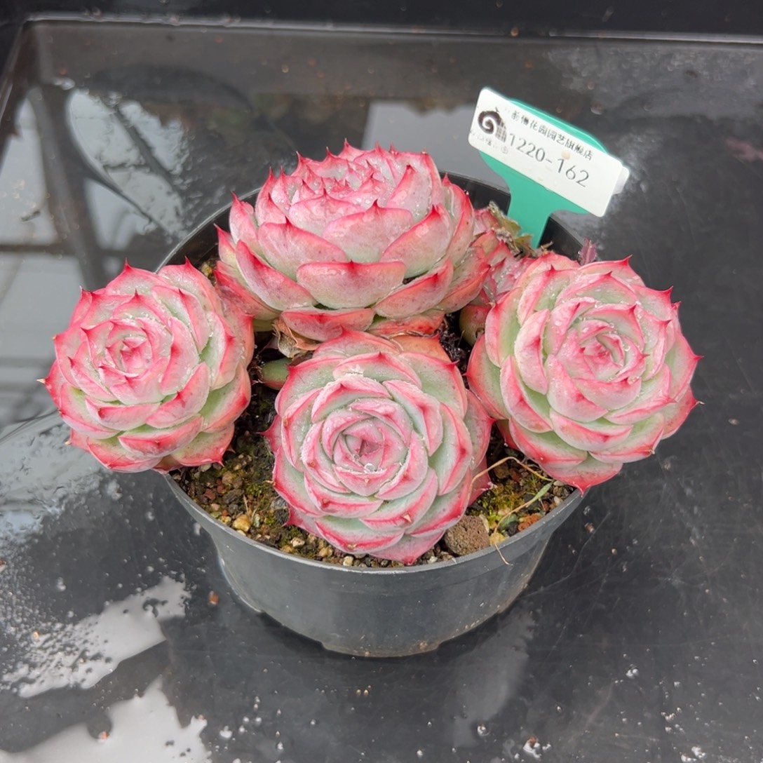 爱***壳从前慢花园多肉编号1220-162