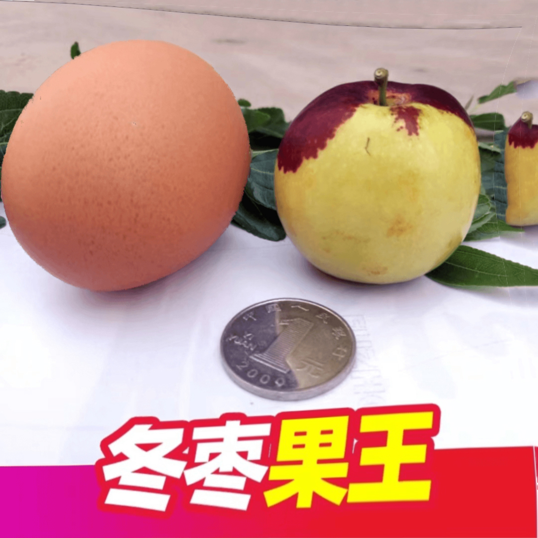 【巨无霸】顺丰冰糖冬枣果园现摘新鲜水果应季陕西当季枣子批发