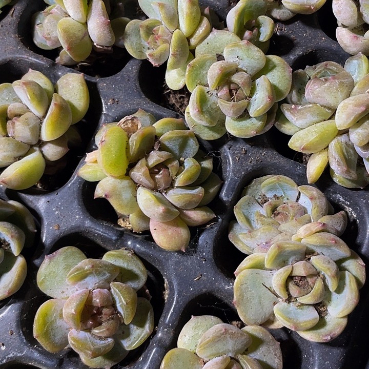 小红恋1元带土发