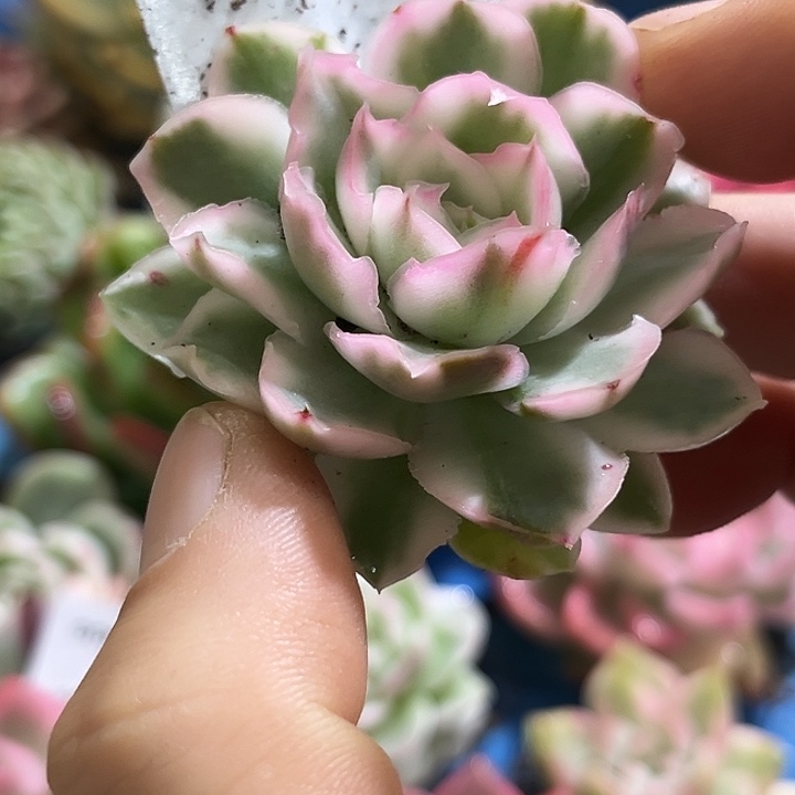 393紫蝴蝶锦炸多肉植物