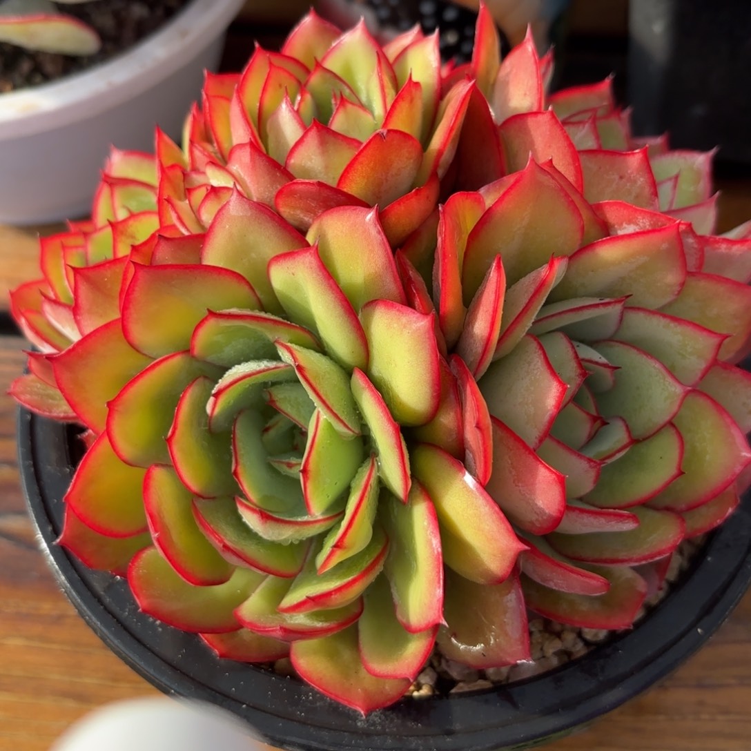 牡丹亭很漂亮hbnjkmmm