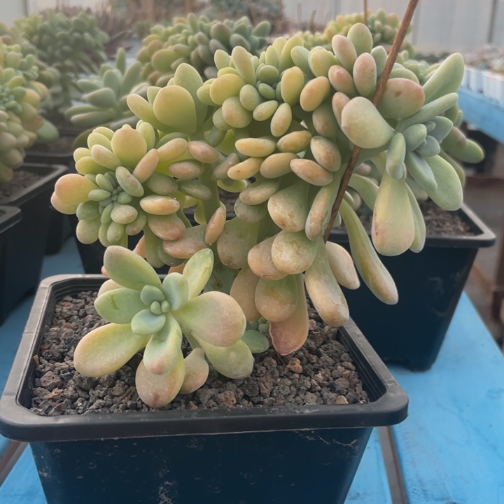 樱花洛神缀化，高板小树