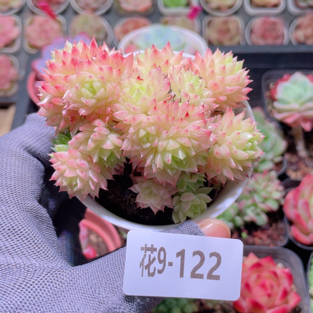 花利美 9-122麦秆群