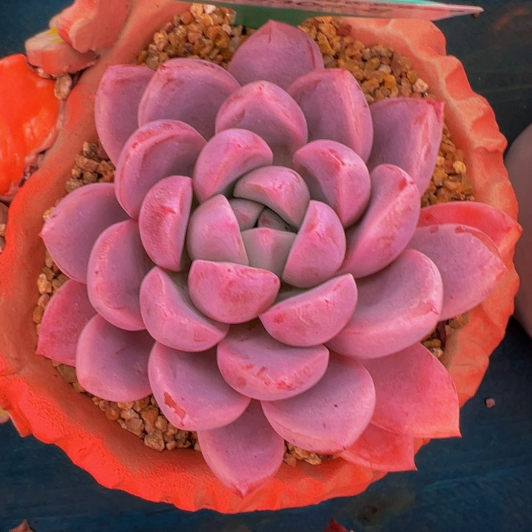 从前慢多肉精选编号0308.8