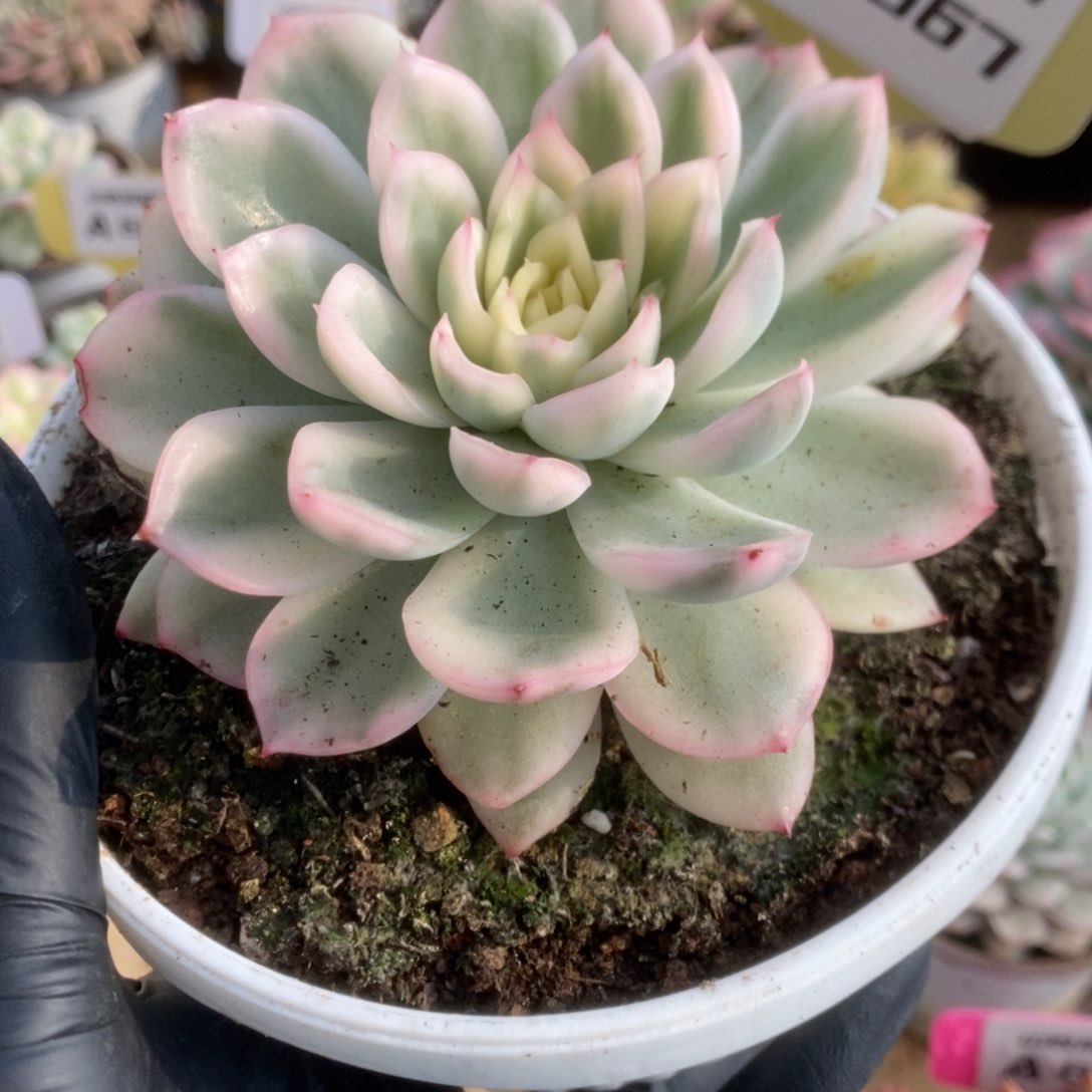 667寒酥锦锦锦锦锦锦