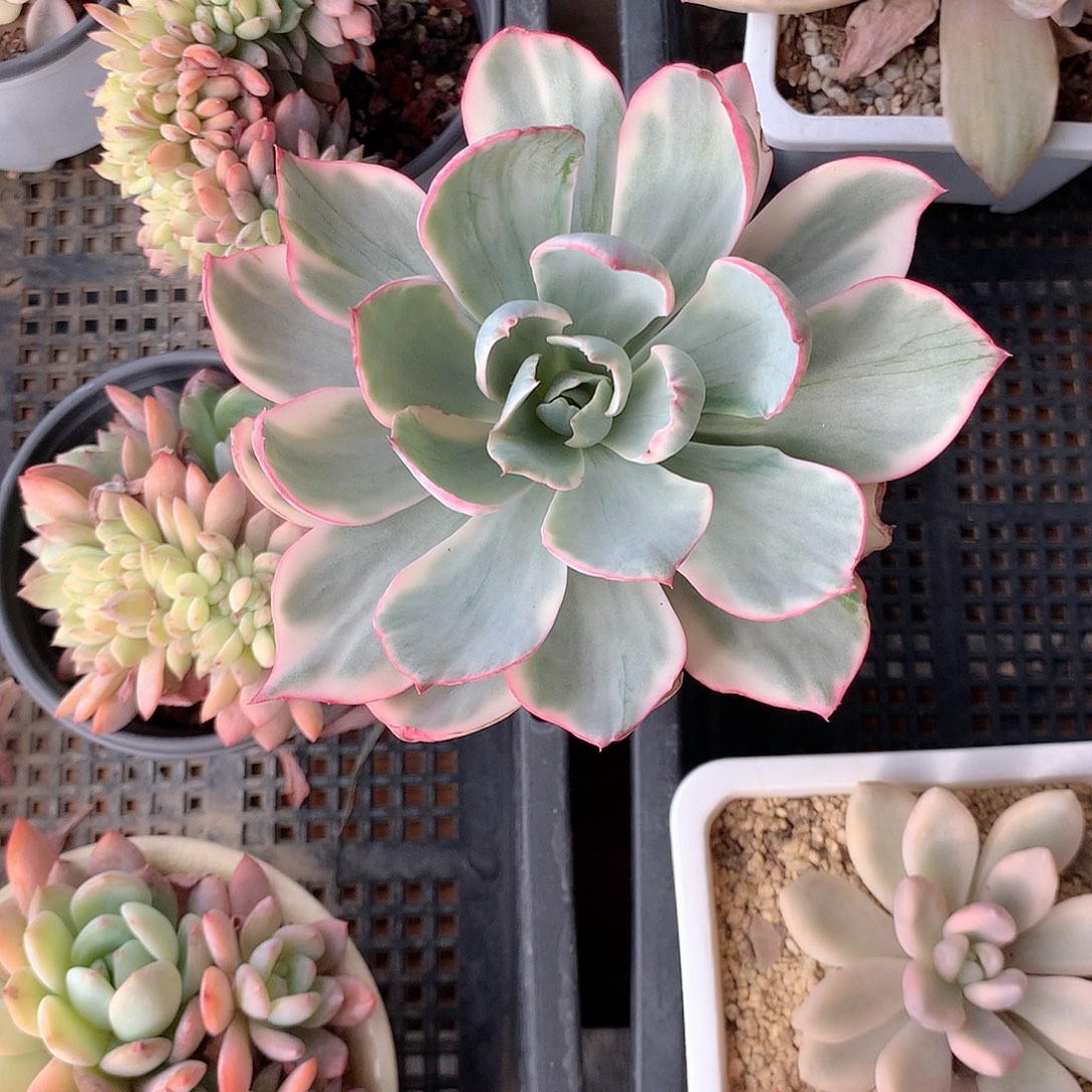 阿美星锦多肉植物老桩