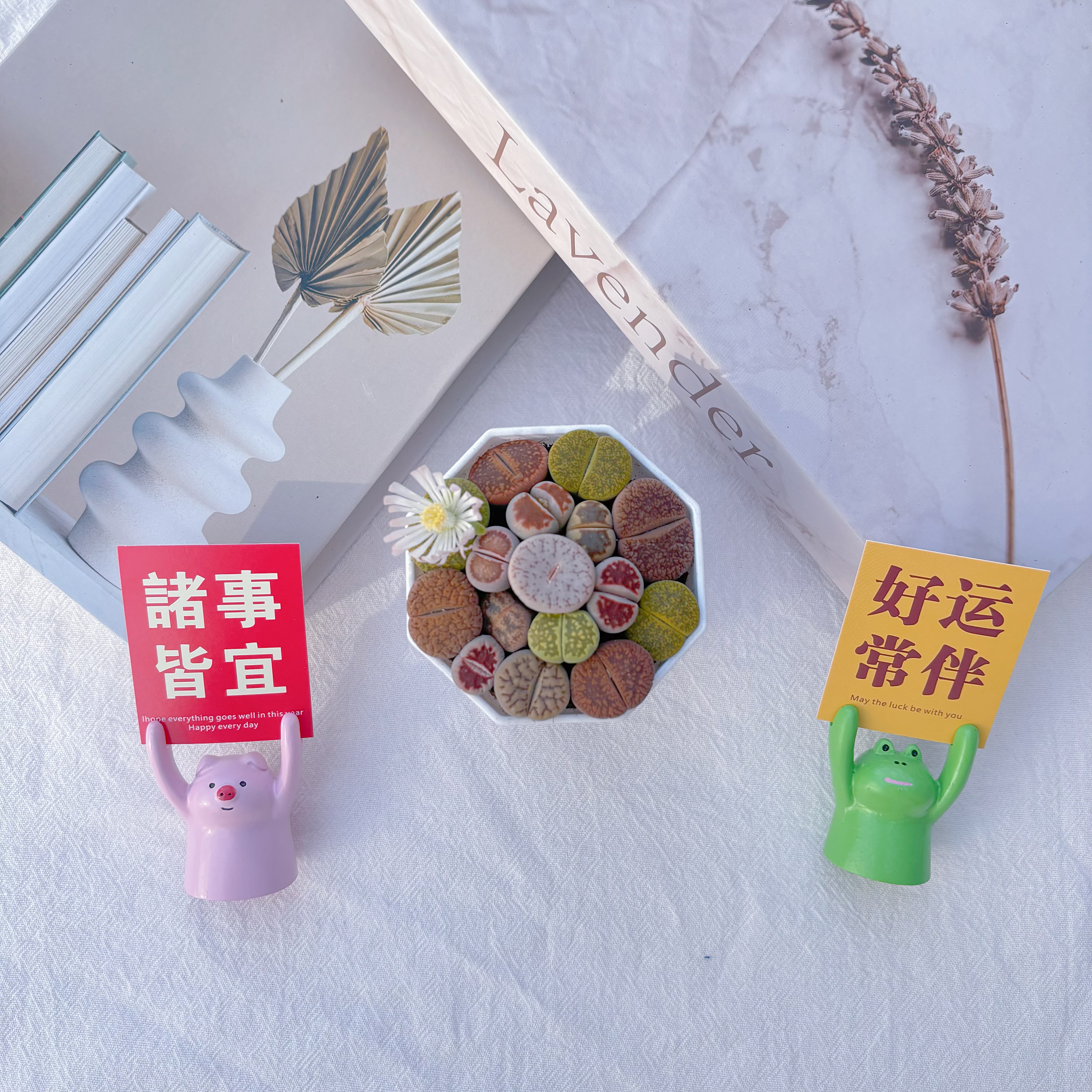 生石花屁屁花桌面多肉植物办公阳台新手好养彩色可爱带塑料盆发货