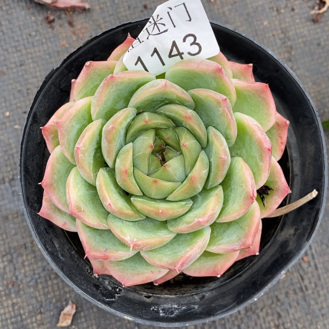 @***月杂交精品多肉1143~8厘米