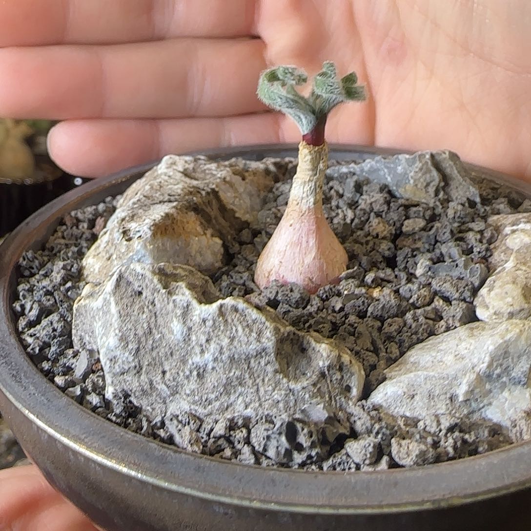 一物一拍弹簧草gl 04