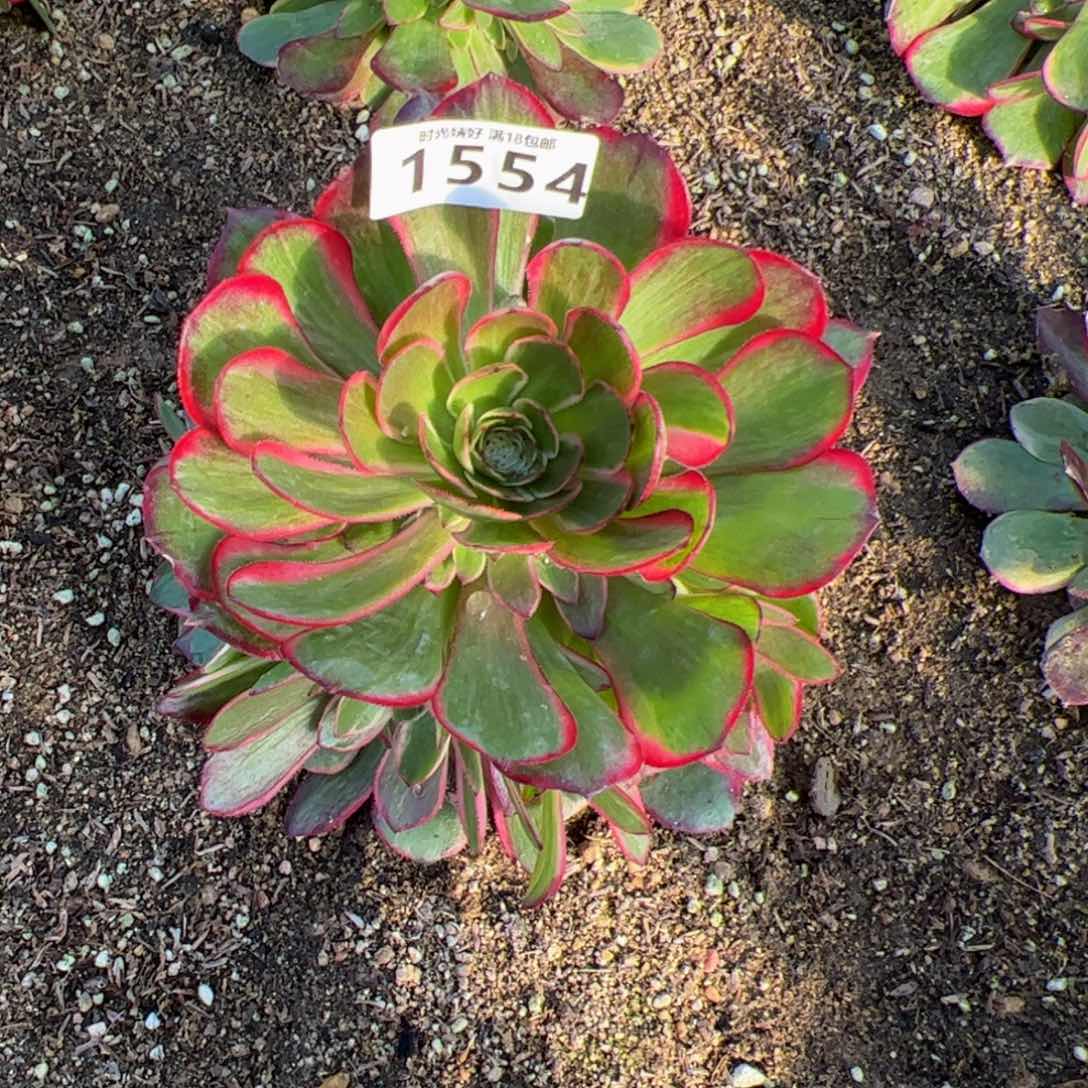 1554粉花妖多肉植物