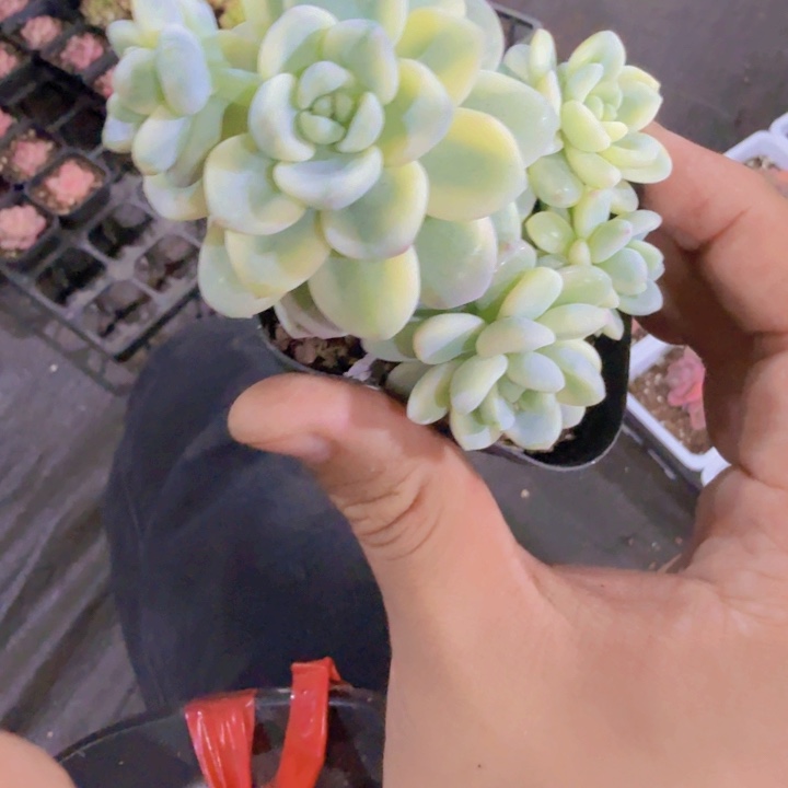 劳尔锦王炸一颗福利