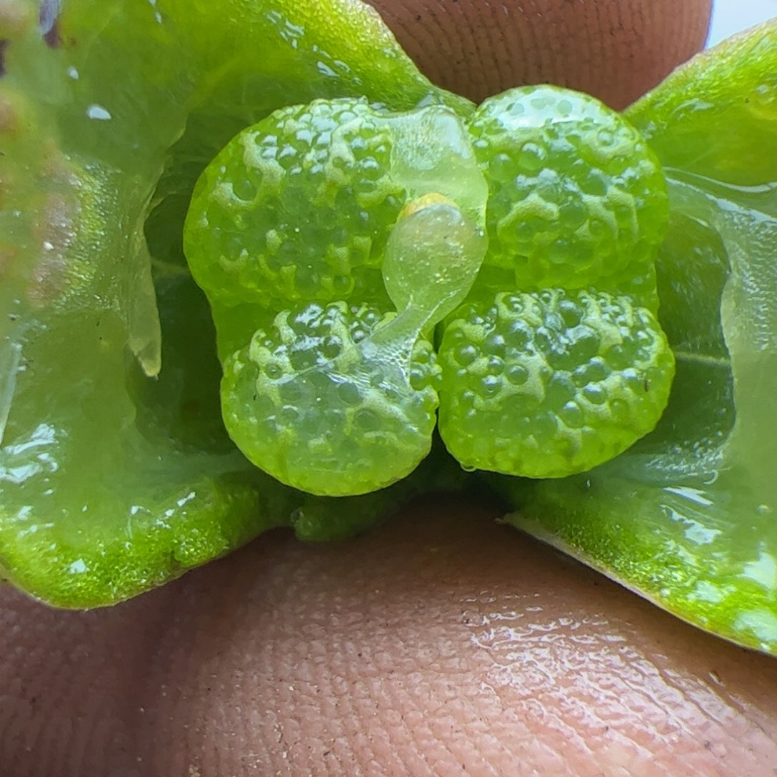 万大家过年好22371