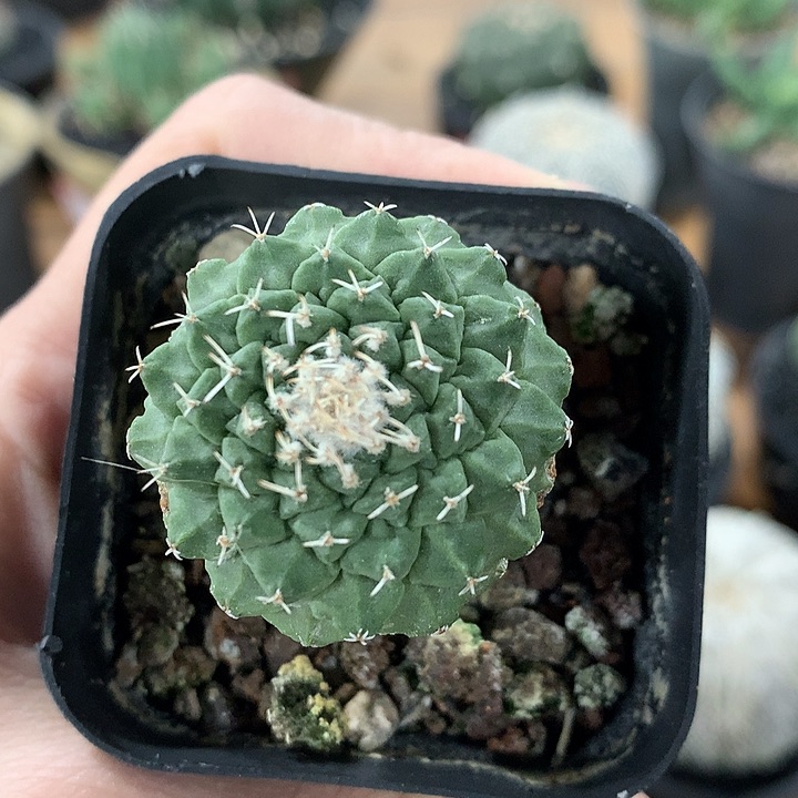 118菊水哈哈哈哈哈哈哈