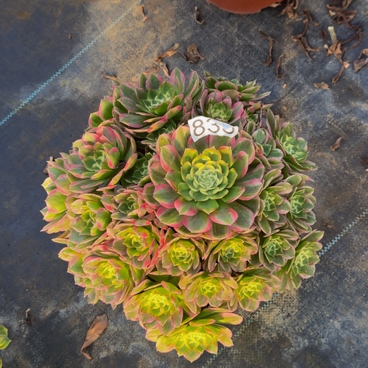景***人00000000833玉芙蓉
