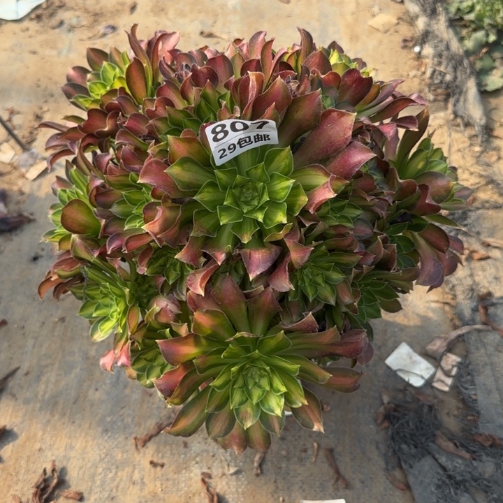 韶华……多肉植物……