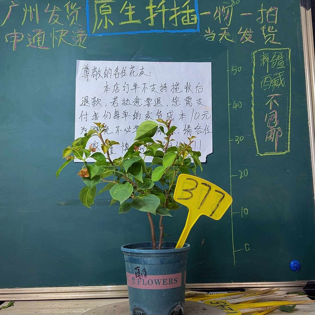 当前无花栽培后可以开花双杆落日377