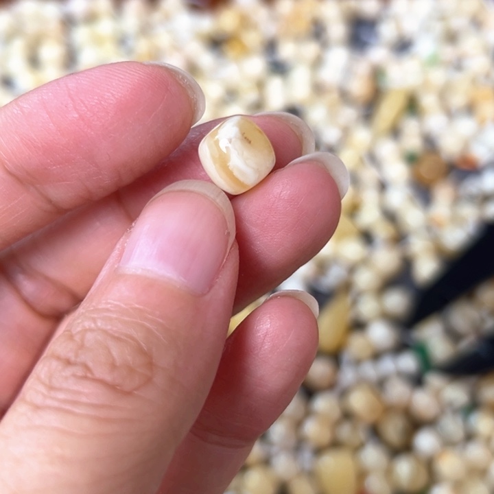 裸石蜜蜡未镶嵌8.6mm一个