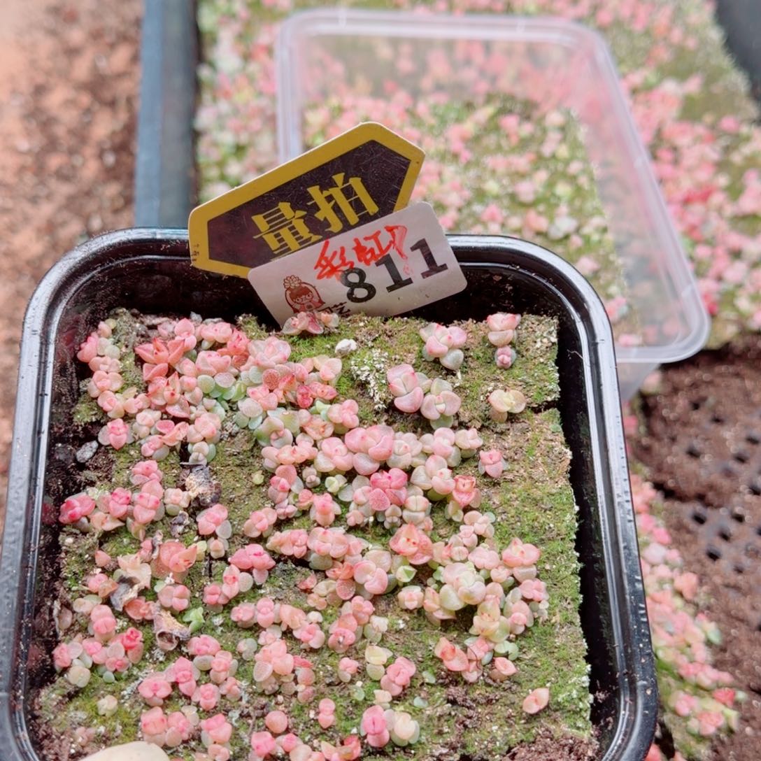 多肉植物多肉植物