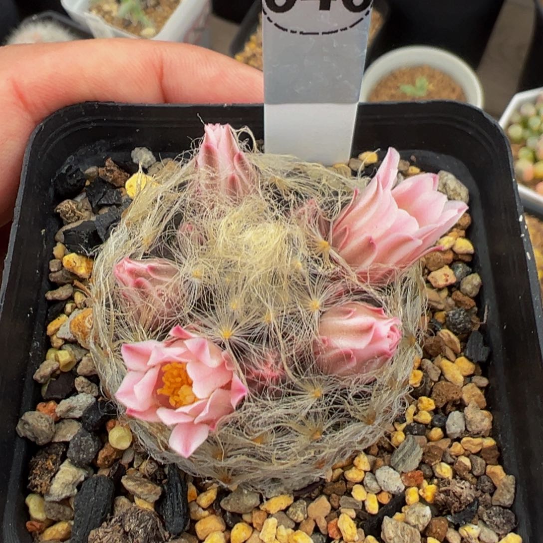 46翠星多肉植物带盆土实生根