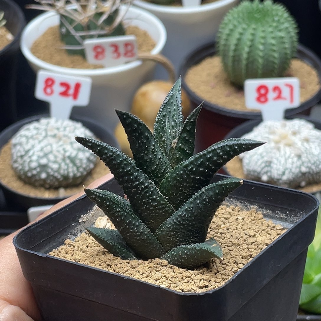 实生黑体哥斯拉硬叶十二卷