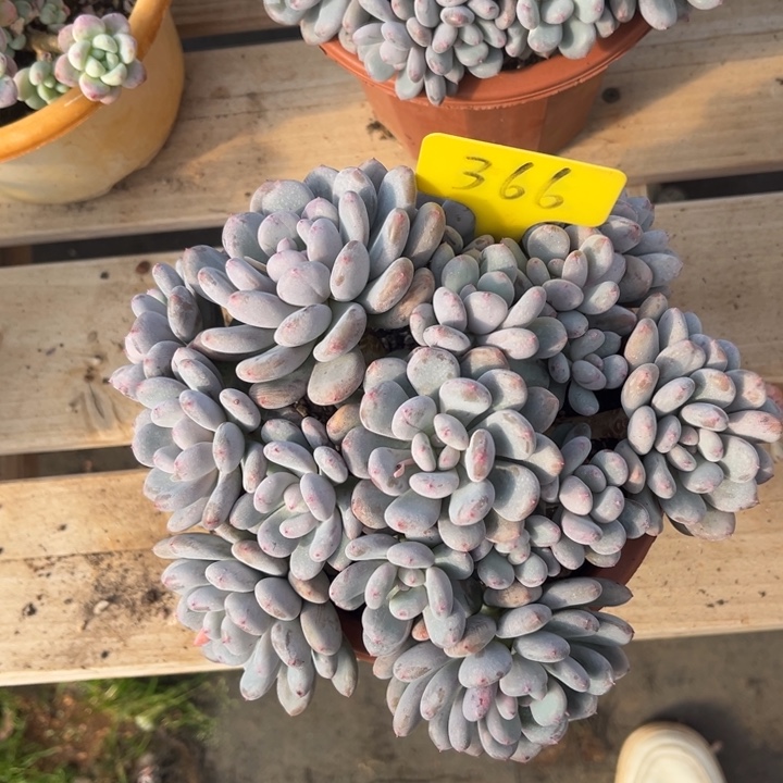 香香雪多肉植物366