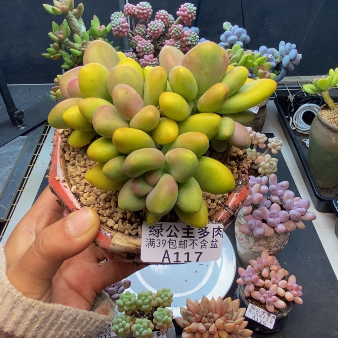 117芒果奶多肉10c m