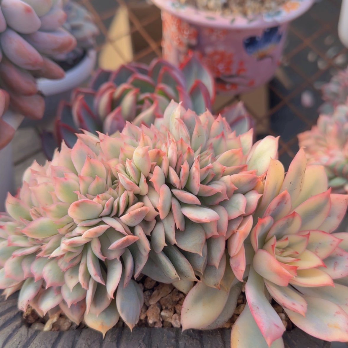 【闪购商品】月光女神锦缀12.8