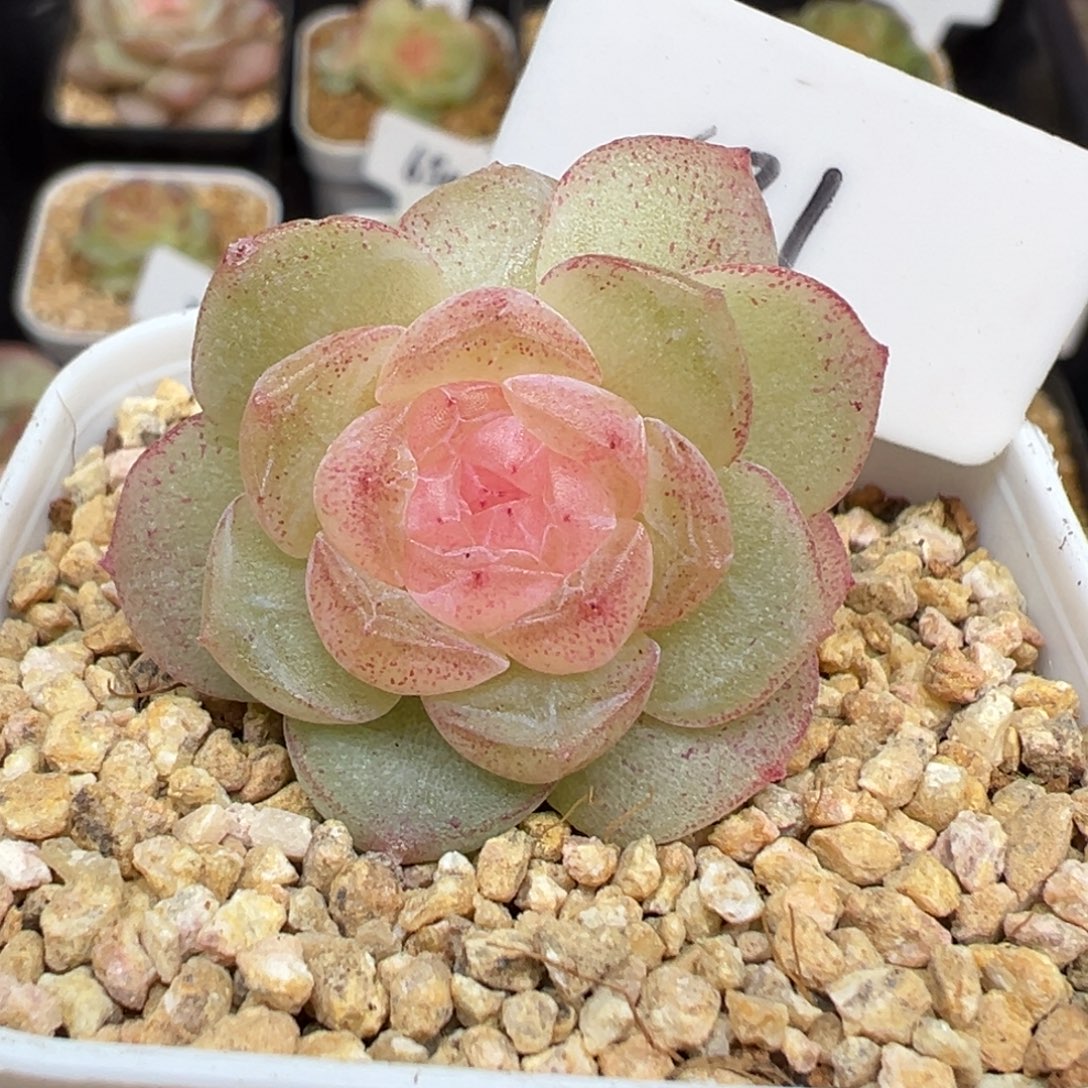 681号青竹 晗雨多肉