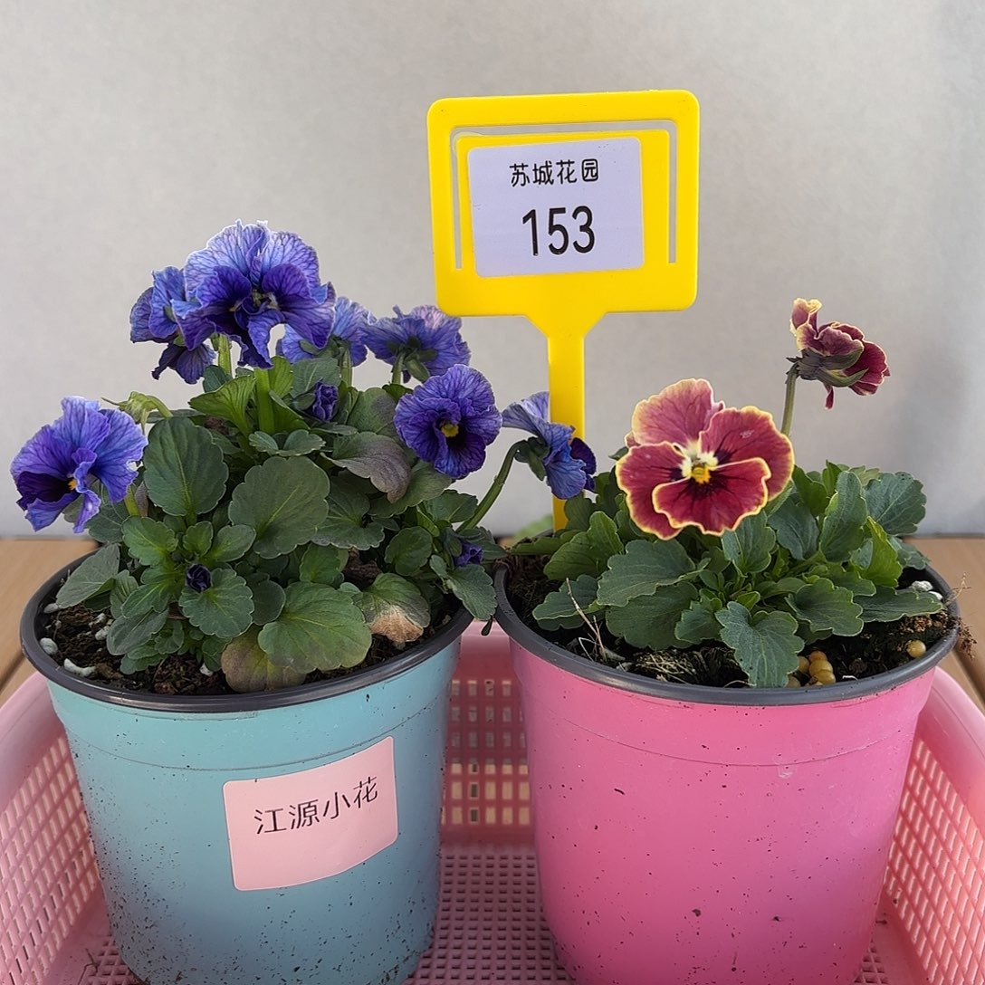 大部分开放少量花苞153