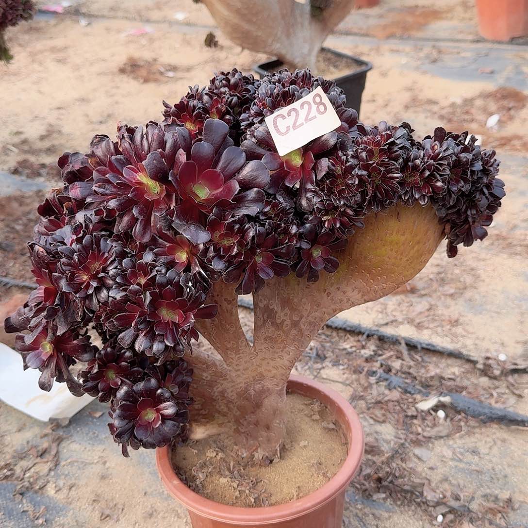 228欧紫有伤一颗呀呀