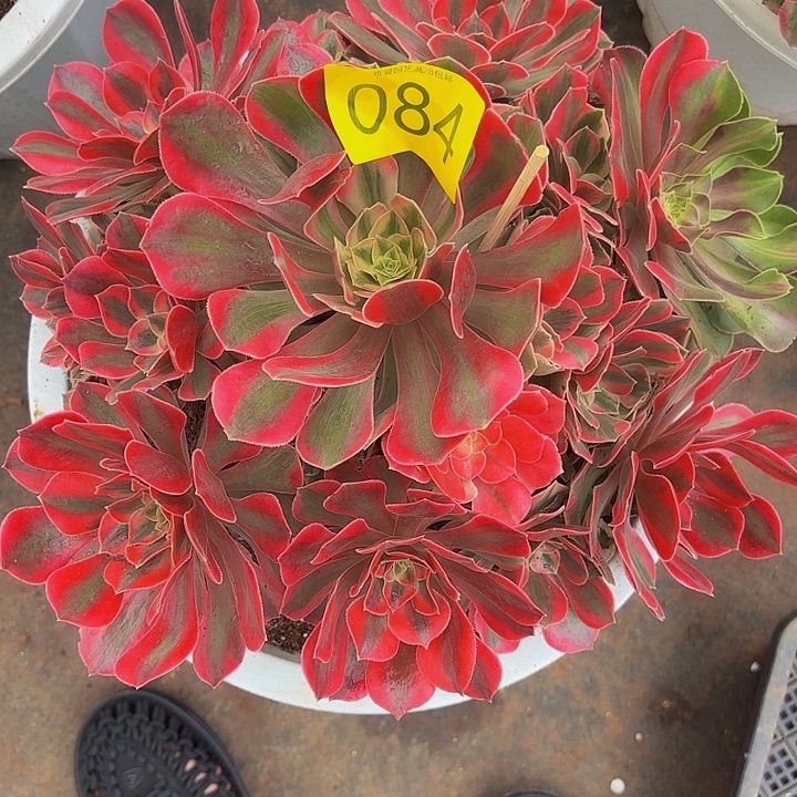 多肉植物福利 084个