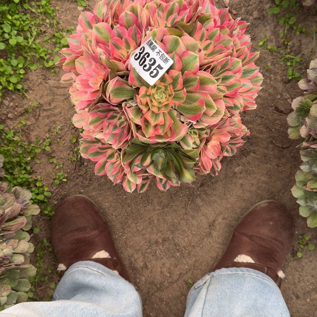 月***儿法师女巫不包断福利炸16-25 3635