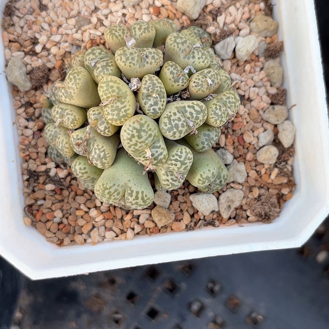 闪购商品生石花214010